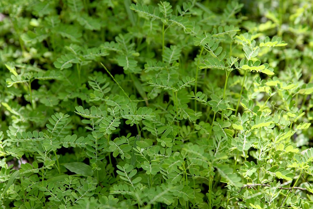 Menthe poivrée