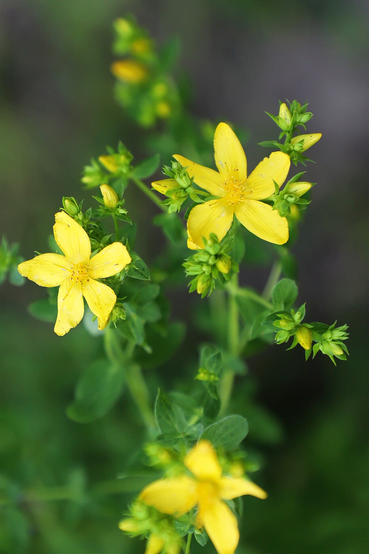 Millepertuis (Hypericum perforatum)