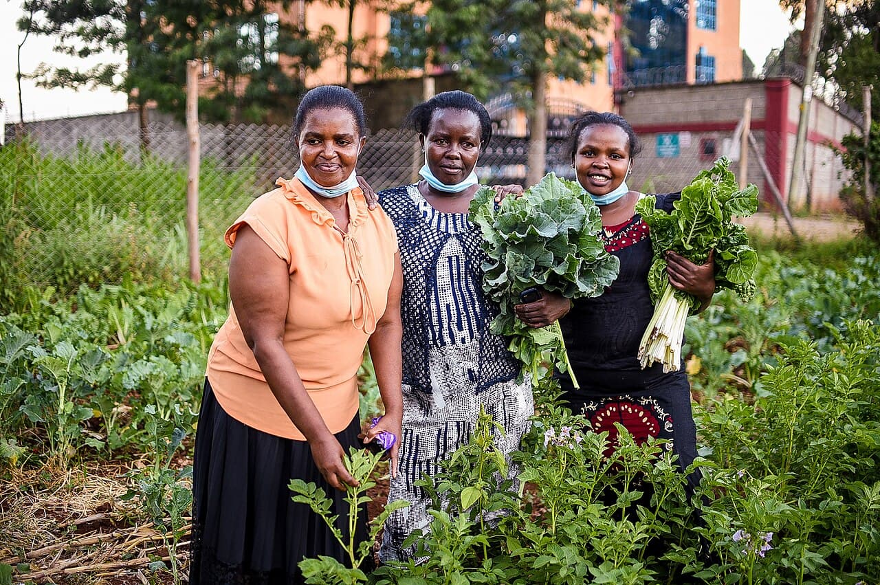 Épinards et chou kale frais, légumes à feuilles vertes