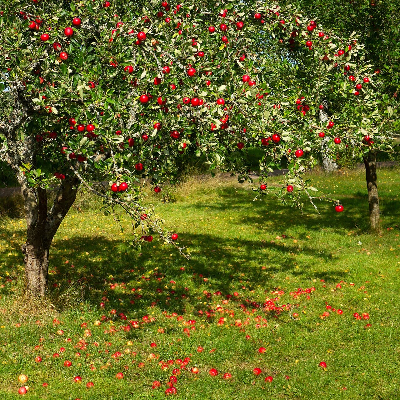 Pommes rouges fraîches