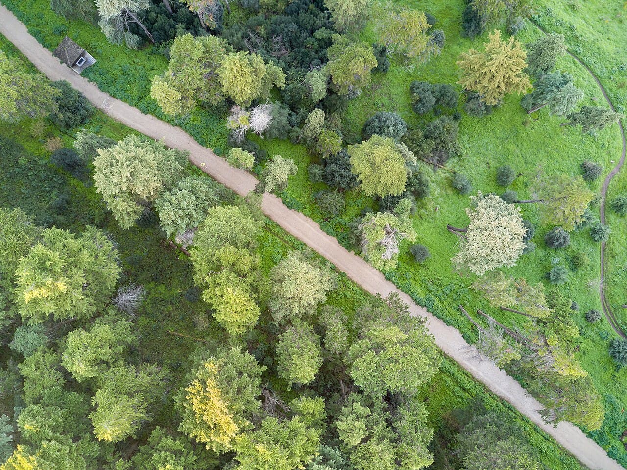 Marche en forêt