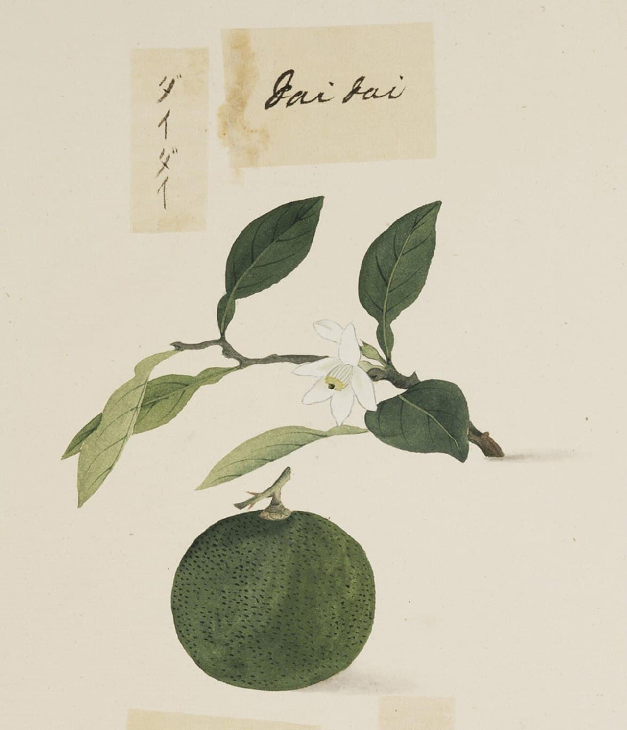 Fleurs d'oranger