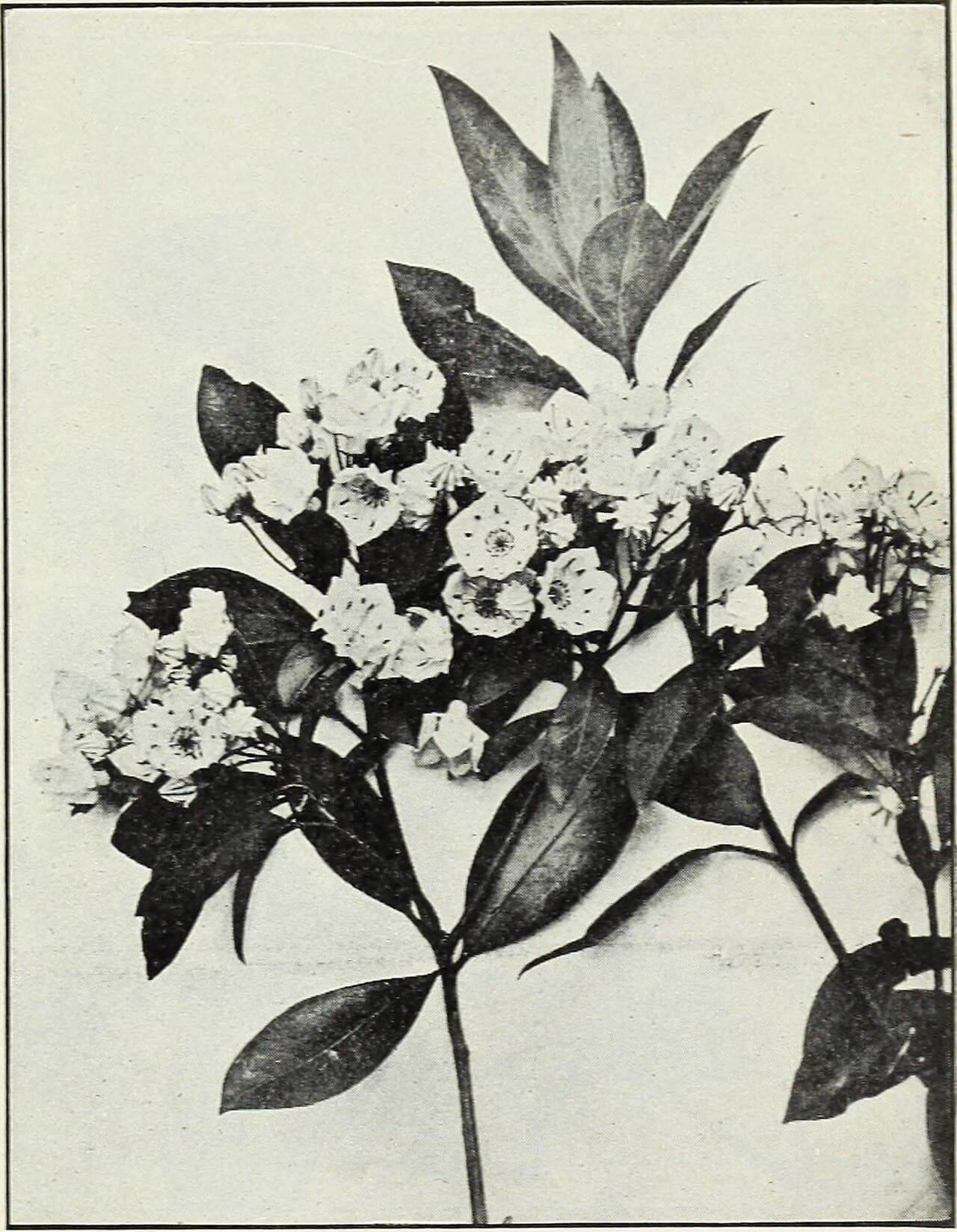 Passiflore
