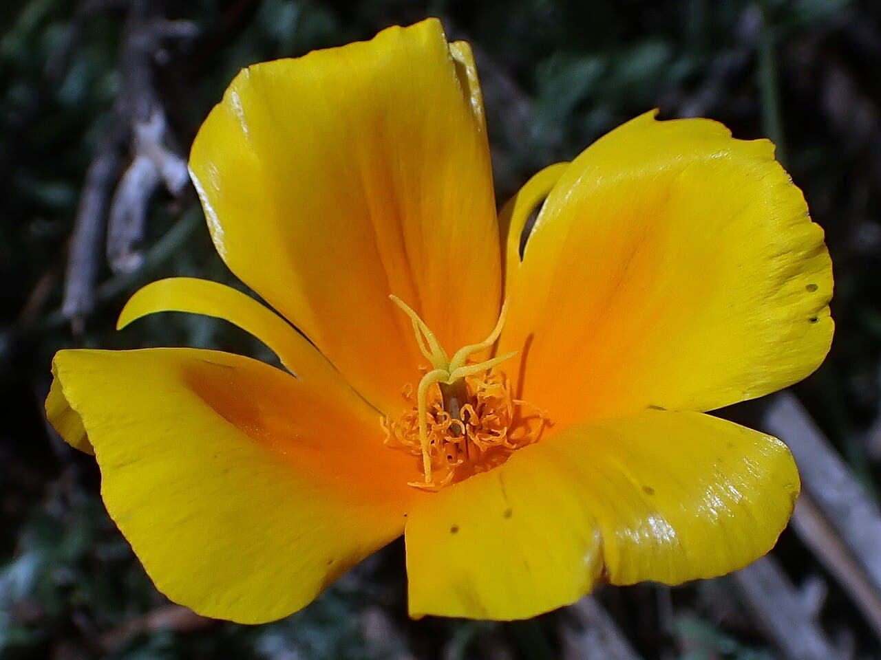 Pavot de Californie (Eschscholtzia)