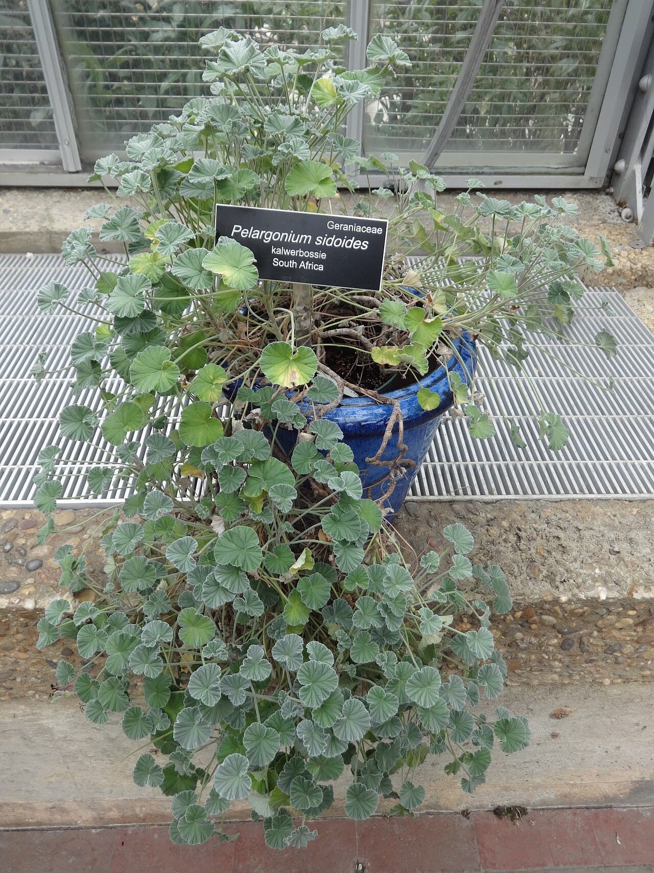 Pélargonium