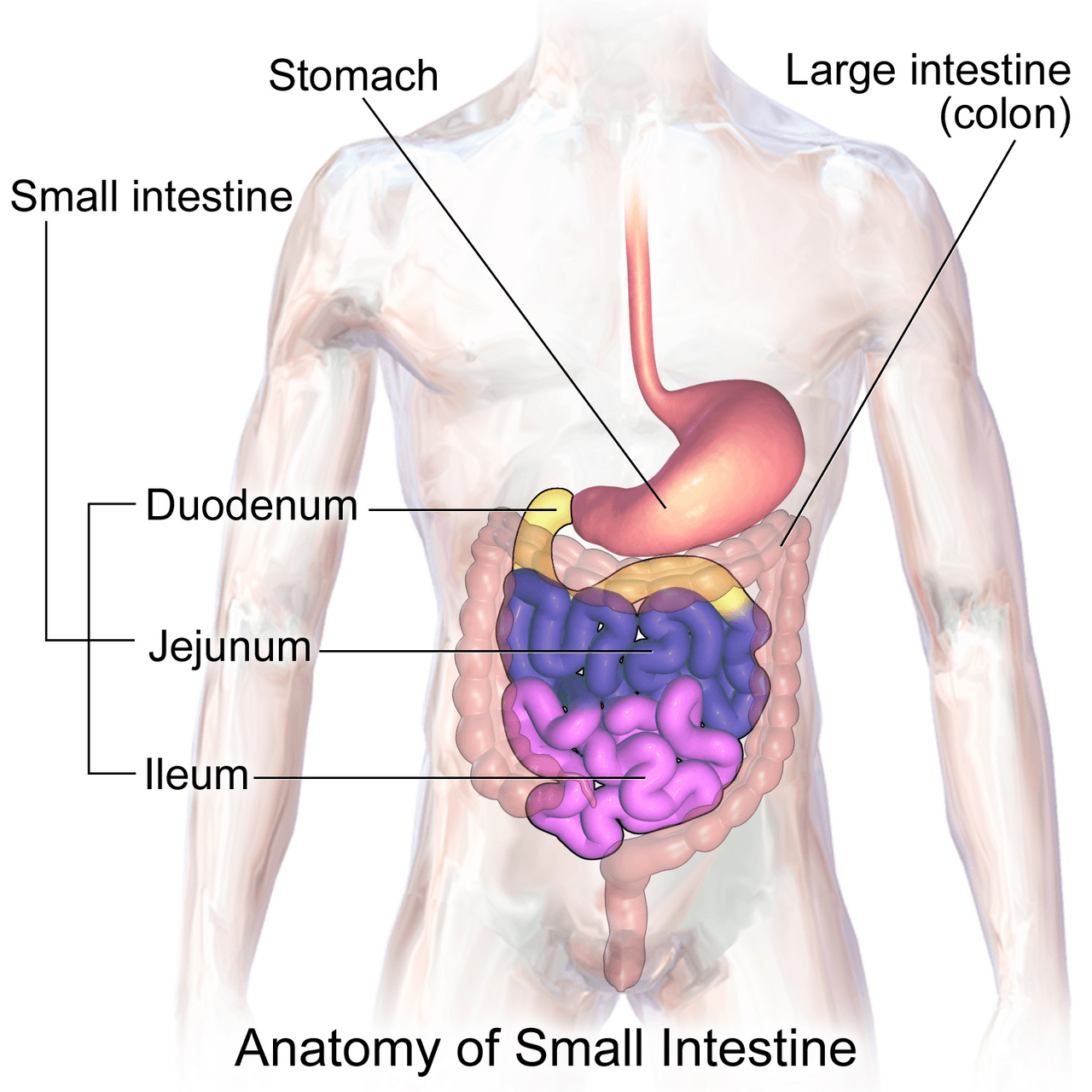 Anatomie de l'intestin grêle