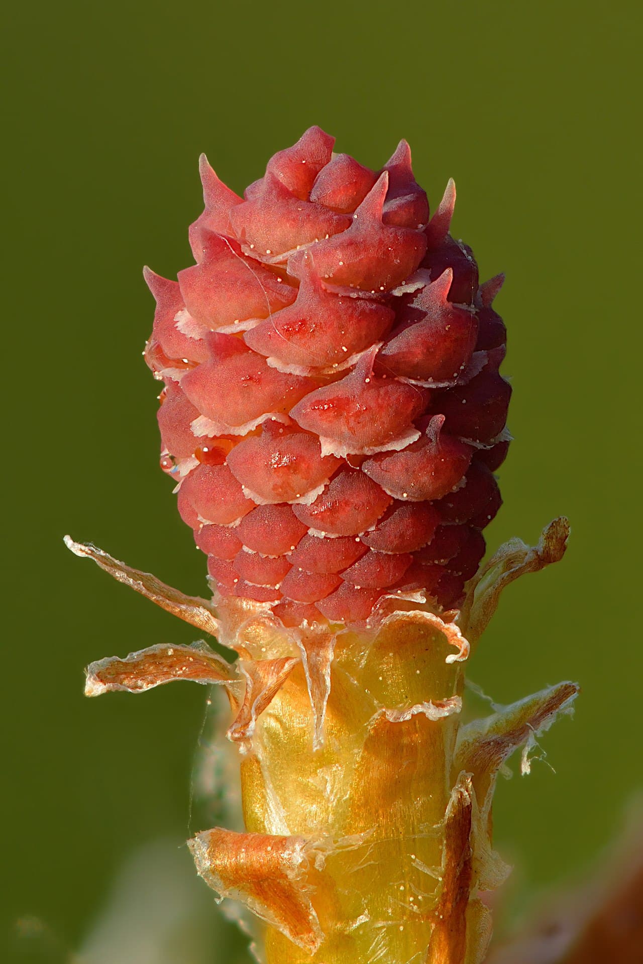 Pin sylvestre