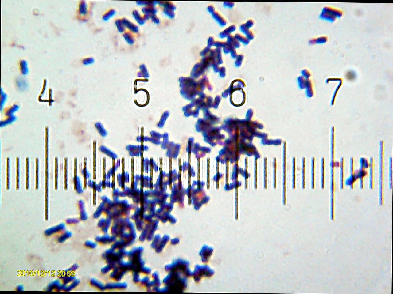 Bactéries probiotiques Lactobacillus acidophilus au microscope