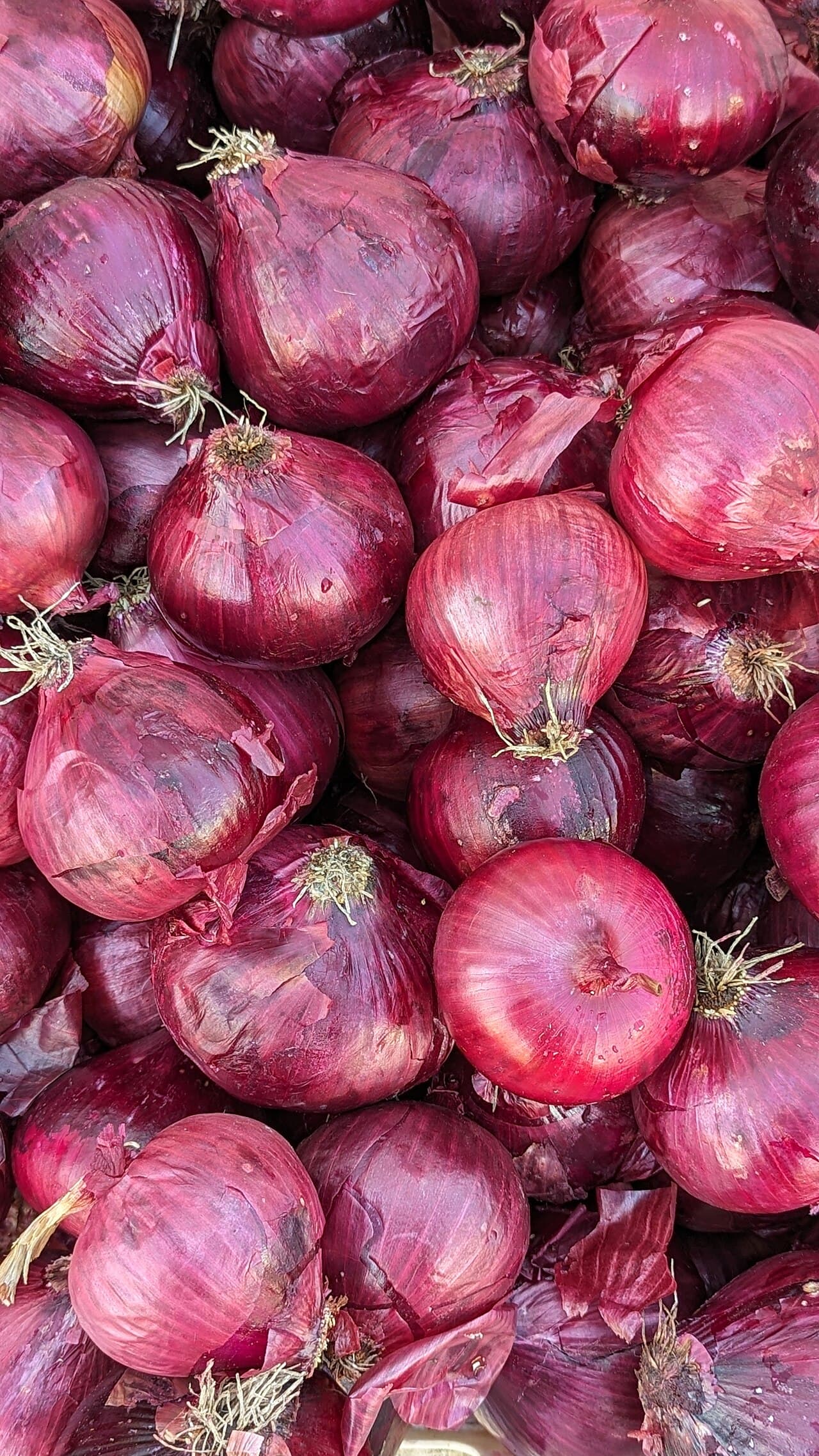 Quercétine
