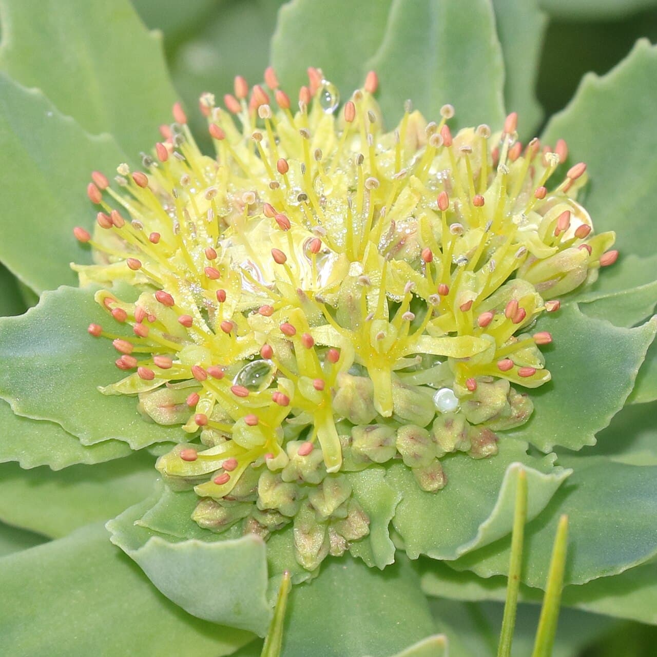 Rhodiola rosea : ce qu'on a appris depuis l'étude SHR-5