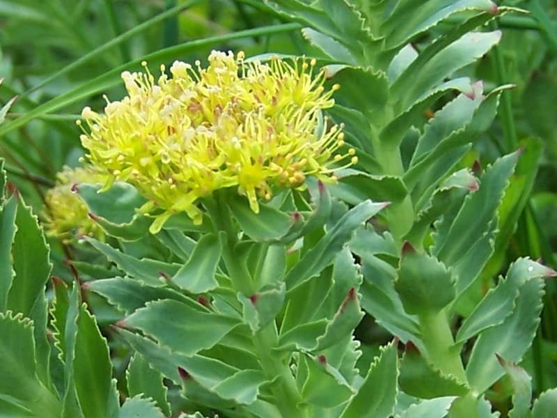 Rhodiola rosea et fatigue : essais randomisés récents