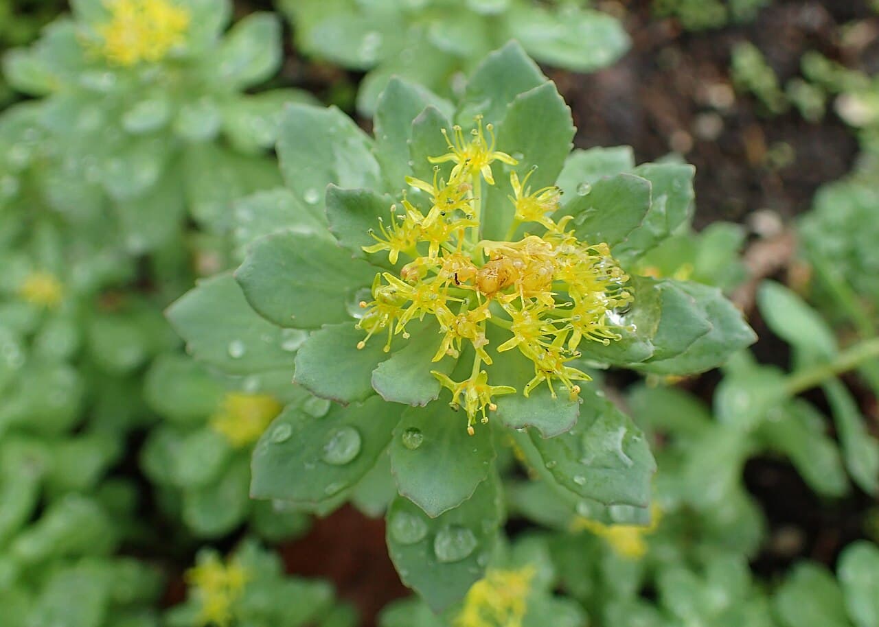 Rhodiole (Rhodiola rosea) en fleur
