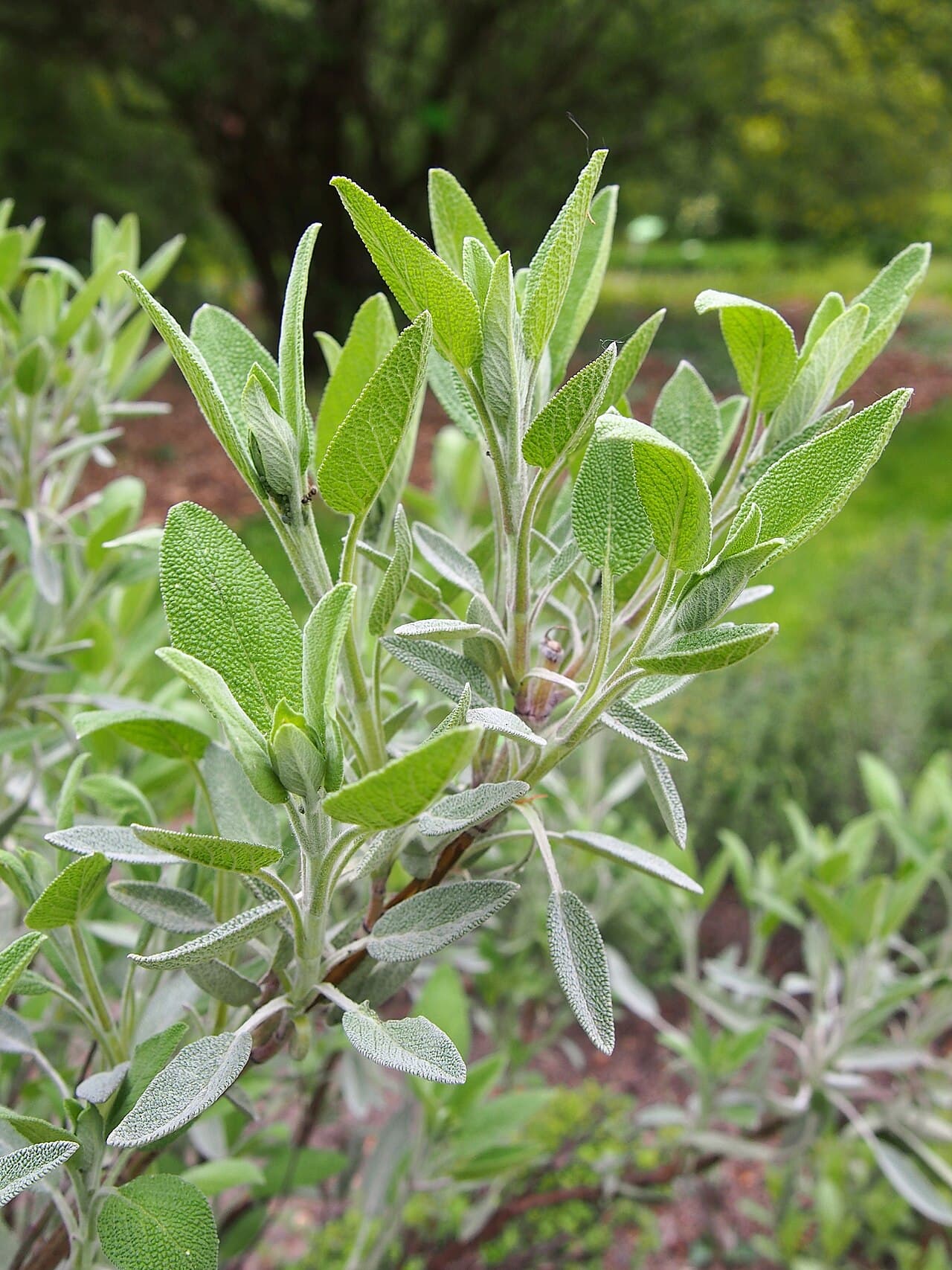 Sauge officinale