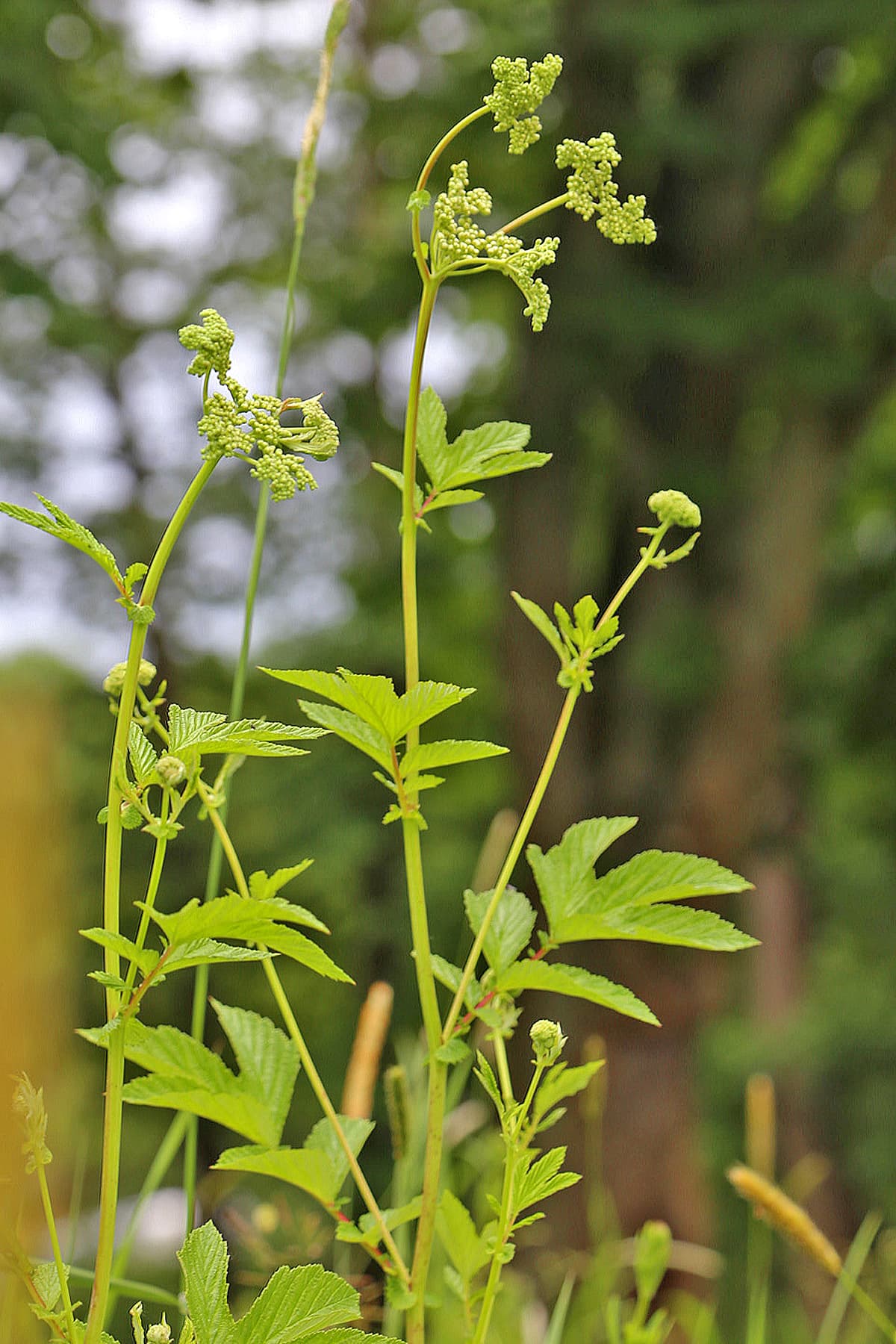 Sauge officinale