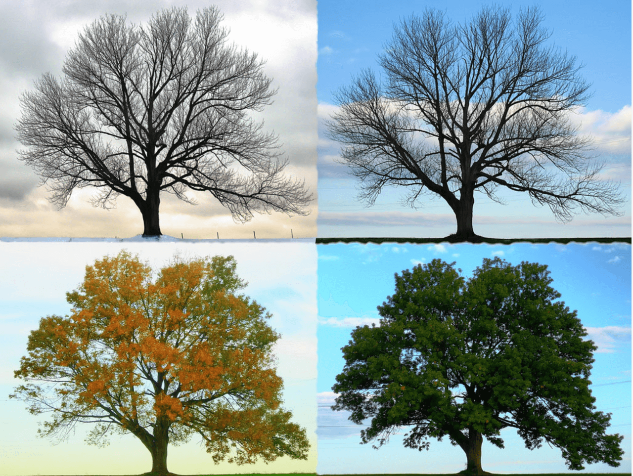 Un arbre à travers les quatre saisons