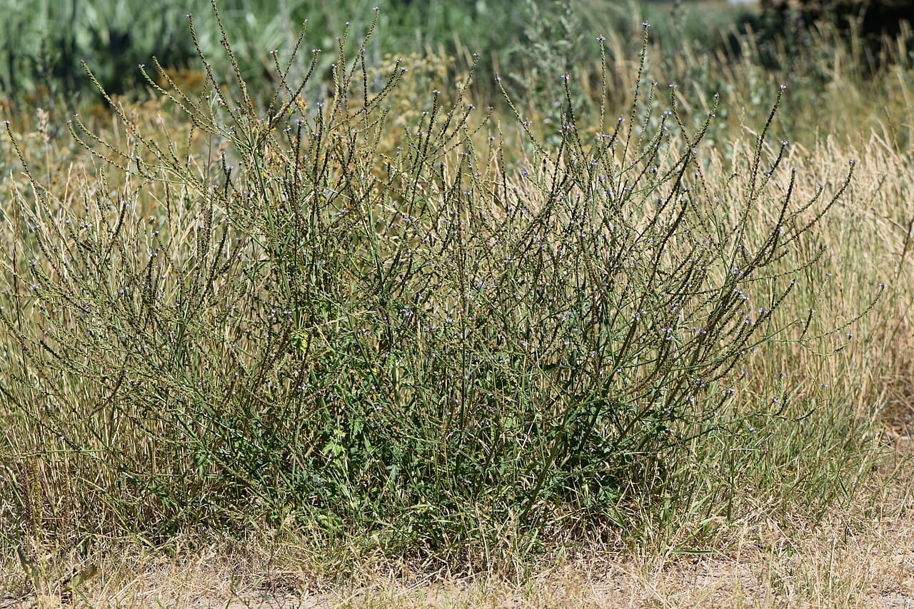 Verveine officinale