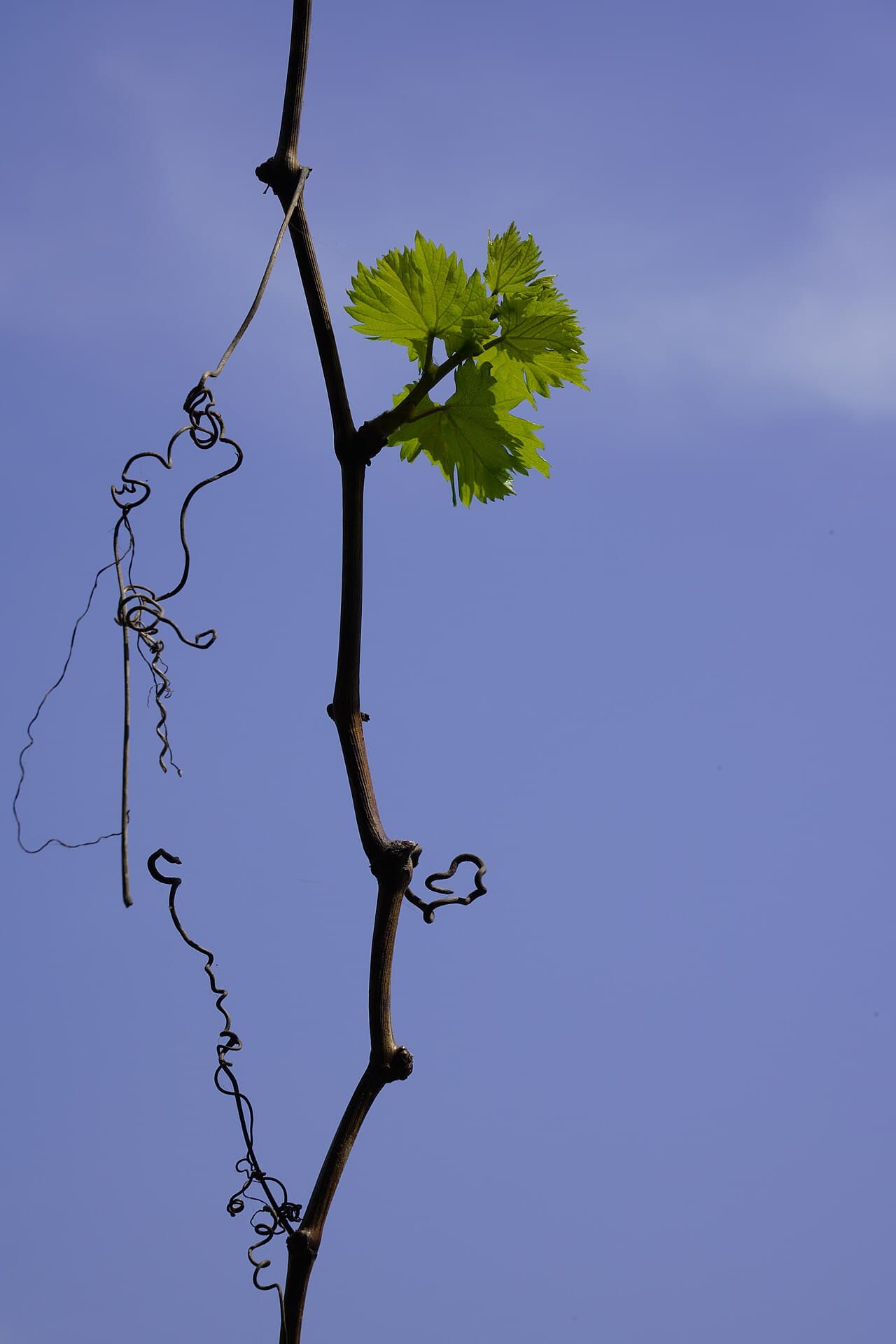 Vigne rouge feuilles