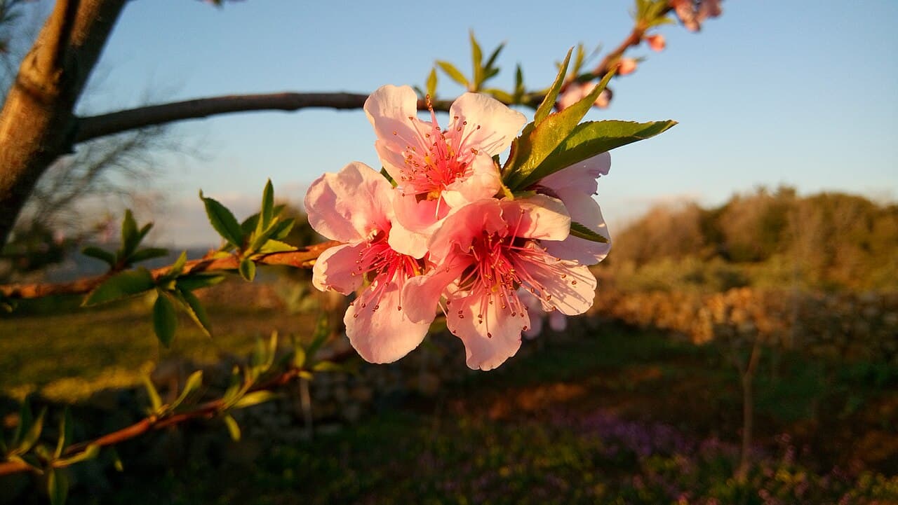 Floraison printanière