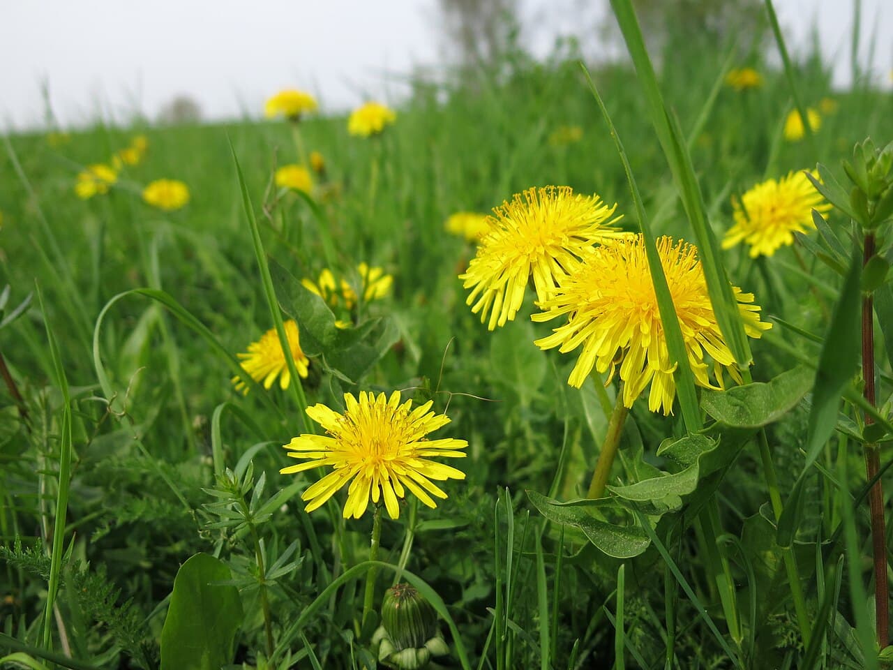 Pissenlits en fleur dans une prairie au printemps