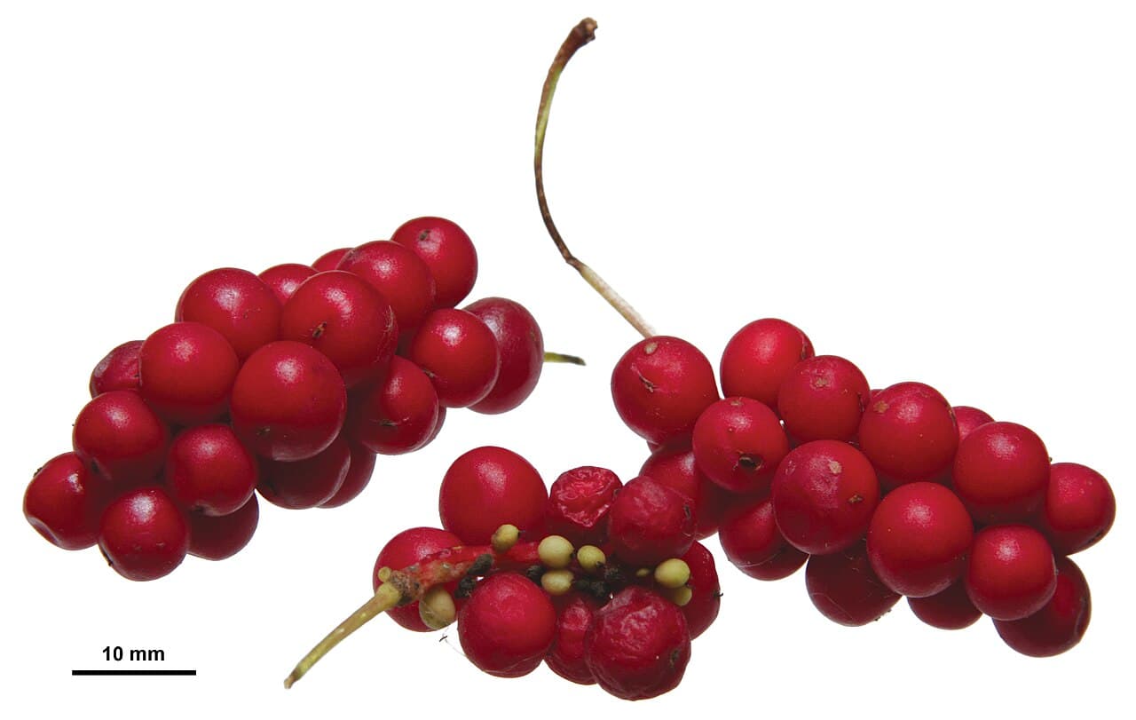 Baies de schisandra (Schisandra chinensis)